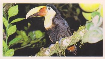 1991 Grandee Disappearing Rainforest #23 Toucan Front