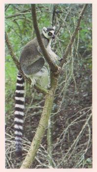 1991 Grandee Disappearing Rainforest #29 Ring-Tailed Lemur Front