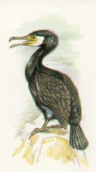 1980 Grandee British Birds Collection #4 Cormorant Front
