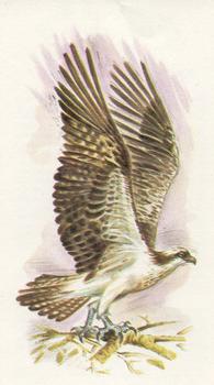 1980 Grandee British Birds Collection #10 Osprey Front