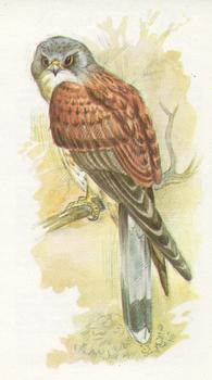 1980 Grandee British Birds Collection #11 Kestrel Front