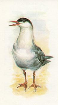 1980 Grandee British Birds Collection #18 Common Tern Front