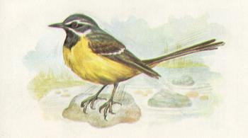 1980 Grandee British Birds Collection #27 Grey Wagtail Front