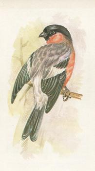 1980 Grandee British Birds Collection #32 Bullfinch Front