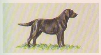 1979 Grandee Top Dogs Collection #3 The Labrador Retriever Front