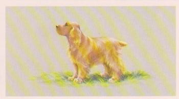 1979 Grandee Top Dogs Collection #4 The Cocker Spaniel Front