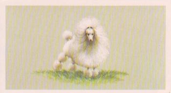 1979 Grandee Top Dogs Collection #6 The Toy Poodle Front