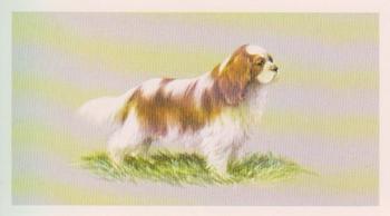 1979 Grandee Top Dogs Collection #7 The Cavalier King Charles Spaniel Front