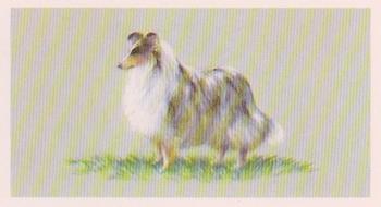 1979 Grandee Top Dogs Collection #8 The Shetland Sheepdog Front