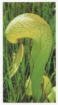 1992 Grandee Wonders of Nature #5 Pitcher Plant Front