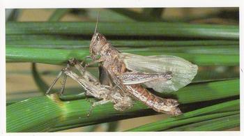 1992 Grandee Wonders of Nature #8 Australian Plague Locust Front