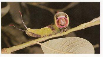 1992 Grandee Wonders of Nature #9 Puss Moth Caterpillar Front