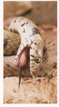 1992 Grandee Wonders of Nature #14 Grass Snake Front