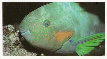 1992 Grandee Wonders of Nature #17 Parrotfish Front
