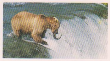 1992 Grandee Wonders of Nature #30 Brown Bear Front