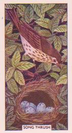 1961 Sunlight Soap British Birds and Their Nests #1 Song Thrush Front