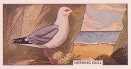 1961 Sunlight Soap British Birds and Their Nests #6 Herring Gull Front