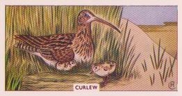 1961 Sunlight Soap British Birds and Their Nests #8 Curlew Front