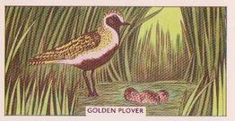 1961 Sunlight Soap British Birds and Their Nests #13 Golden Plover Front