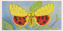 1960 Swettenhams Tea Butterflies and Moths #1 Spotted Tiger Moth Front