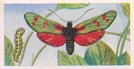 1960 Swettenhams Tea Butterflies and Moths #4 Six-Spot Burnet Front