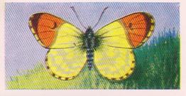 1960 Swettenhams Tea Butterflies and Moths #5 Eastern Orange Tip Front