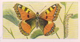 1960 Swettenhams Tea Butterflies and Moths #7 Small Tortoiseshell Front