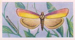 1960 Swettenham Tea Butterflies and Moths #8 Rosy Veneer Front