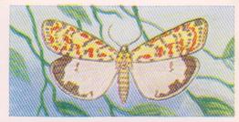 1960 Swettenhams Tea Butterflies and Moths #13 Crimson Speckled Footman Front