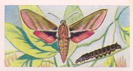 1960 Swettenhams Tea Butterflies and Moths #14 Elephant Hawk Moth Front