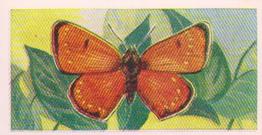1960 Swettenhams Tea Butterflies and Moths #17 Dark Under Wing Copper Front