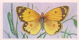 1960 Swettenham Tea Butterflies and Moths #18 Clouded Yellow Front