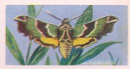 1960 Swettenhams Tea Butterflies and Moths #19 Green Humming-Bird Hawkmoth Front