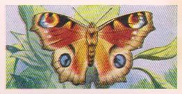 1960 Swettenhams Tea Butterflies and Moths #20 Peacock Butterfly Front