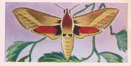 1960 Swettenhams Tea Butterflies and Moths #21 Eastern Elephant Hawk Moth Front