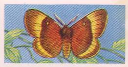 1960 Swettenhams Tea Butterflies and Moths #22 Oak Eggar Front