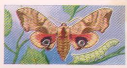 1960 Swettenhams Tea Butterflies and Moths #23 Eyed Hawk Moth Front