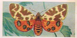 1960 Swettenhams Tea Butterflies and Moths #24 Tiger Moth Front