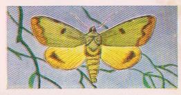 1960 Swettenhams Tea Butterflies and Moths #25 Owl Moth Front