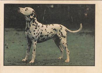 1976 Kellogg's Dogs of the World #NNO Dalmatian Front