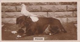 1932 De Reszke Real Photographs 2nd Series #5 Peace Front