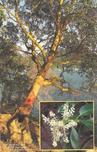 2017 Metchosin Nature Cards #3 arbutus Front