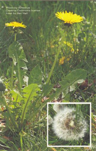 2017 Metchosin Nature Cards #11 common dandelion Front