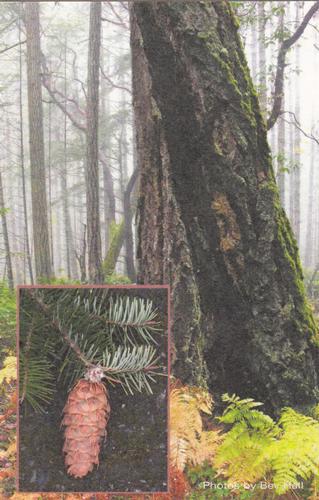2017 Metchosin Nature Cards #12 Douglas-fir Front