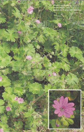 2017 Metchosin Nature Cards #13 dovefoot geranium Front