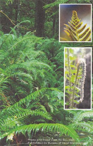 2017 Metchosin Nature Cards #45 sword fern Front
