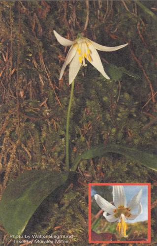 2017 Metchosin Nature Cards #49 white fawn-lily Front
