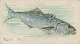 1910 American Tobacco Co. Fish Series (T58) #NNO Bluefish Front