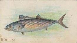 1910 American Tobacco Co. Fish Series (T58) #NNO Bonito Front