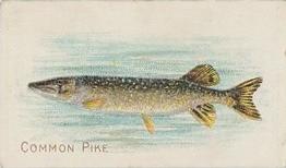 1910 American Tobacco Co. Fish Series (T58) #NNO Common Pike Front